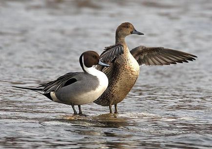 Pintail - vânătoare și pescuit în Rusia și în străinătate