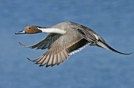 Pintail - vânătoare și pescuit în Rusia și în străinătate