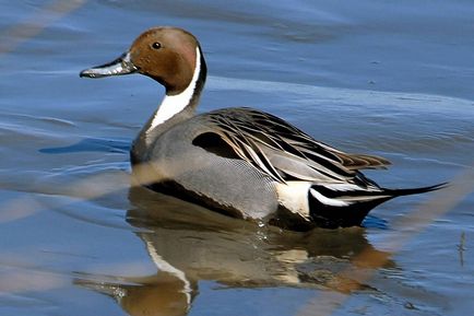 Pintail - Лов и риболов в Русия и в чужбина