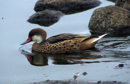 Pintail - vânătoare și pescuit în Rusia și în străinătate