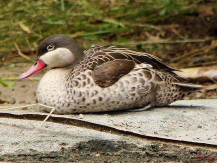 Pintail - vadászati és halászati Oroszországban és külföldön (vadászati) Pintail - vadászati és halászati Oroszországban és külföldön