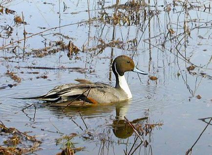 Pintail - vânătoare și pescuit în Rusia și în străinătate