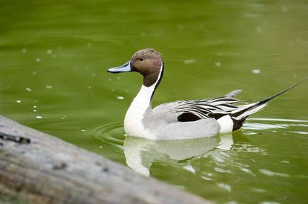 Pintail - vânătoare și pescuit în Rusia și în străinătate