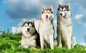 Descrierea sibiană Husky a aspectului, naturii și caracteristicilor conținutului
