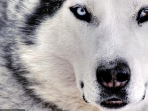 Descrierea sibiană Husky a aspectului, naturii și caracteristicilor conținutului