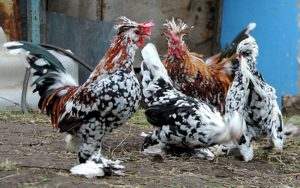 Hány nap Bantam csirkék kelnek tojás, és hogyan kell gondozni őket