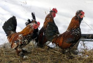 Câte zile sunt hentai găinile ouă de incubație, și cum să aibă grijă de ele