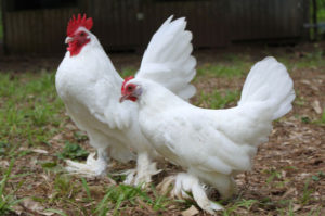 Câte zile sunt hentai găinile ouă de incubație, și cum să aibă grijă de ele