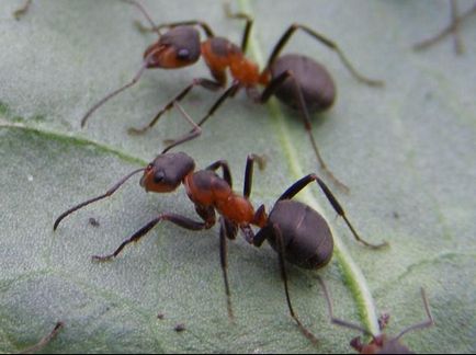Скільки живуть мурахи в квартирі і на природі, в тому числі матка і робочі