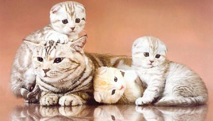 Scottish fold