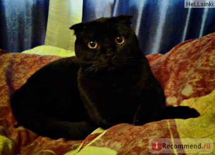 Scottish Fold (Scottish Fold) - 