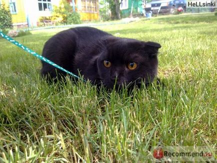 Scottish Fold (Scottish Fold) - 