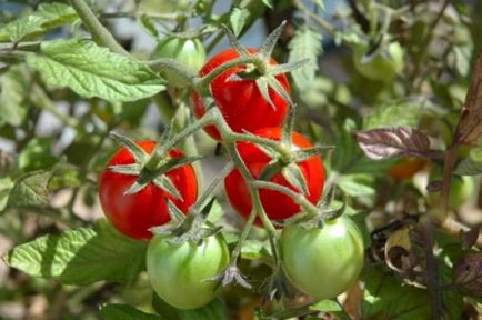 Скручування листя томатів