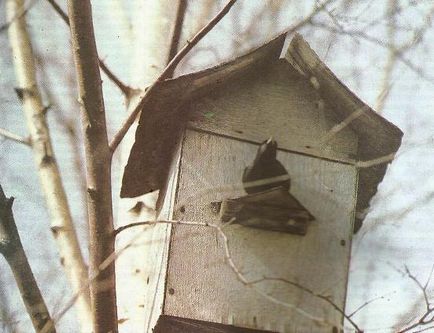 Starling în grădină - grădini din Siberia