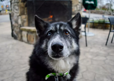 Mintha egy másik bolygóról 15 csodálatos kutyák heterochromia