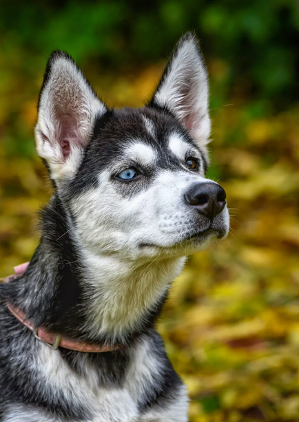 Ca pe o altă planetă, 15 câini uimitori cu heterochromie