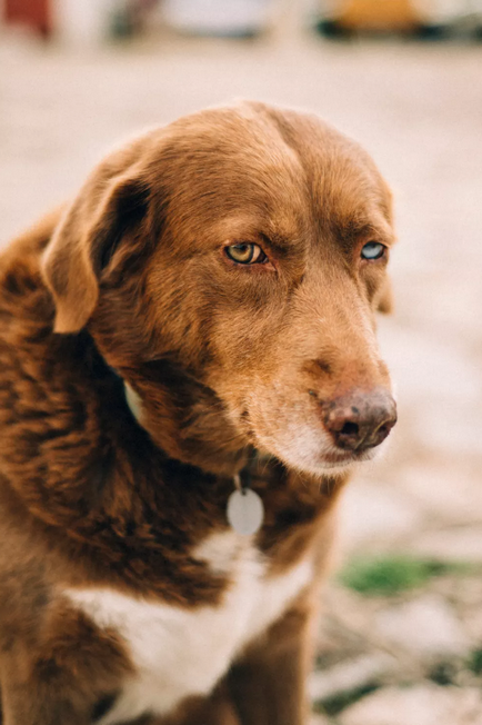 Mintha egy másik bolygóról 15 csodálatos kutyák heterochromia