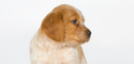 Собака не йде на контакт Новомосковскйте, що робити, в розділі «розвиток і адаптація» на сайті royal canin
