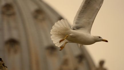 Catedrala și Piața San Pietro din Roma