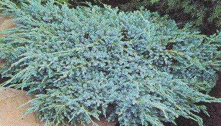 Fajták boróka leírások és fényképek - Fajták boróka leírások és fényképek - „Blue Star”, „stricta”, „Gold Star” és mások