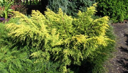 Fajták boróka leírások és fényképek - Fajták boróka leírások és fényképek - „Blue Star”, „stricta”, „Gold Star” és mások