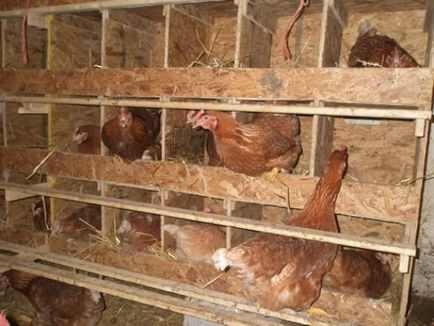 Sfaturi pentru reproducerea găinilor la domiciliu