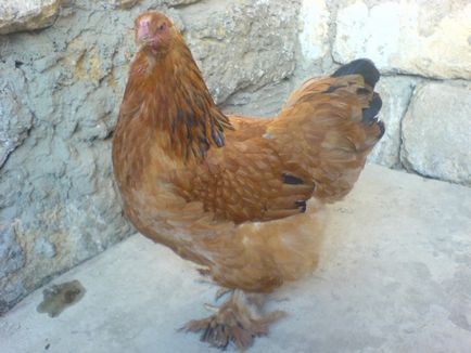 Tippek növekvő és tenyésztyúkok (tyúk) Tippek növekvő és tenyésztyúkok
