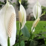 Fericirea feminină Spathiphyllum, îngrijirea spathiphyllum și transplant