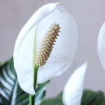 Spathiphyllum женски щастие, грижа и трансплантация Spathiphyllum