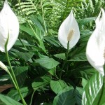 Fericirea feminină Spathiphyllum, îngrijirea pentru spathiphyll și transplant