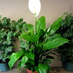 Fericirea feminină Spathiphyllum, îngrijirea pentru spathiphyll și transplant