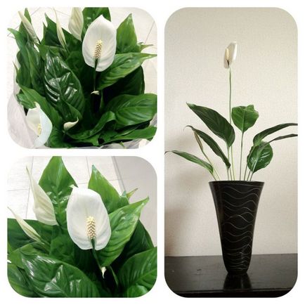 Fericirea feminină Spathiphyllum, îngrijirea pentru spathiphyll și transplant