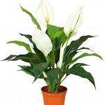 Spathiphyllum fericirea feminina, grija pentru spathiphyll si transplant