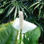 Fericirea feminină Spathiphyllum, îngrijirea spathiphyllum și transplant