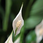 Fericirea feminină Spathiphyllum, îngrijirea pentru spathiphyll și transplant