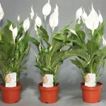 Fericirea feminină Spathiphyllum, îngrijirea pentru spathiphyll și transplant