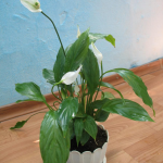 Fericirea feminină Spathiphyllum, îngrijirea pentru spathiphyll și transplant