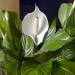 Spathiphyllum женски щастие, грижа и трансплантация Spathiphyllum