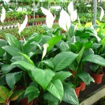 Spathiphyllum женски щастие, грижа и трансплантация Spathiphyllum