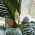 Fericirea feminină Spathiphyllum, îngrijirea pentru spathiphyll și transplant