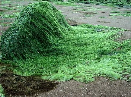 Spirulina este o posibilă alternativă la criza alimentară iminentă