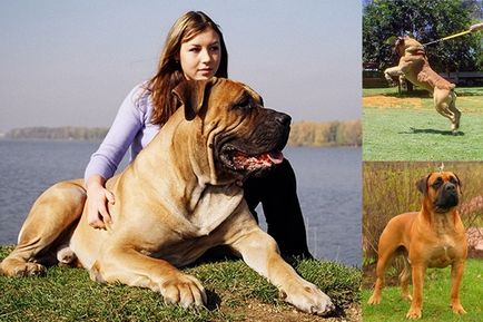 Lista celor mai periculoși câini din lume (rasă), apărător curajos