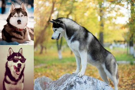 Lista celor mai periculoși câini din lume (rasă), apărător curajos