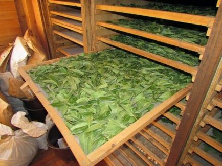 Metode de uscare și recoltare de frunze de dafin - frunze de dafin