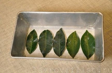 Metode de uscare și recoltare de frunze de dafin - frunze de dafin