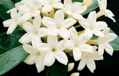 Stephanotis (Madagaszkár jázmin) ápolási otthon, növekvő és az átültetést, reprodukció