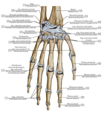 Structura articulației, anatomia genunchiului, articulația cotului