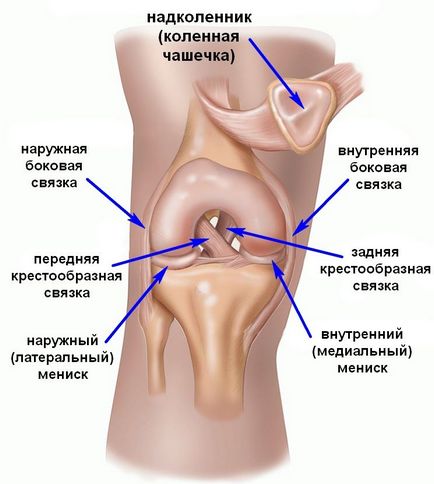 Structura articulației, anatomia genunchiului, articulația cotului