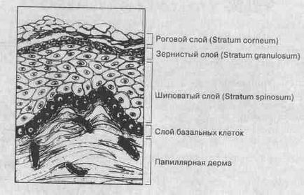 Structura și funcția pielii