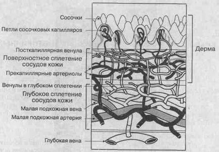 Structura și funcția pielii